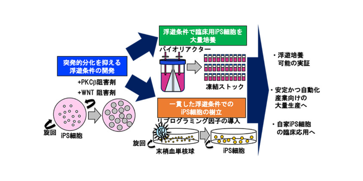 細胞培養・組織培養の技術 細胞培養・組織培養の技術 第4版 | 日本組織培養学会 |本 | 通販