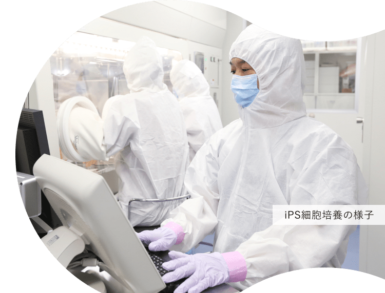 iPS細胞培養の様子