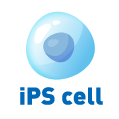 iPS cell