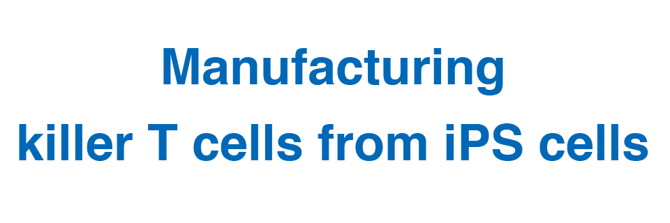 Manufacturing killer T cells from iPS cells