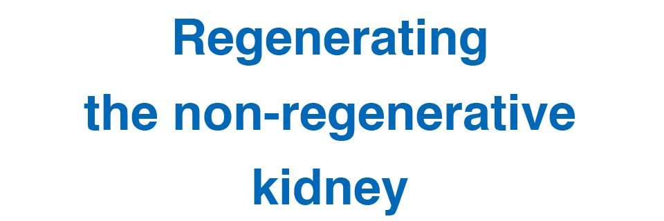 Regenerating the non-regenerative kidney